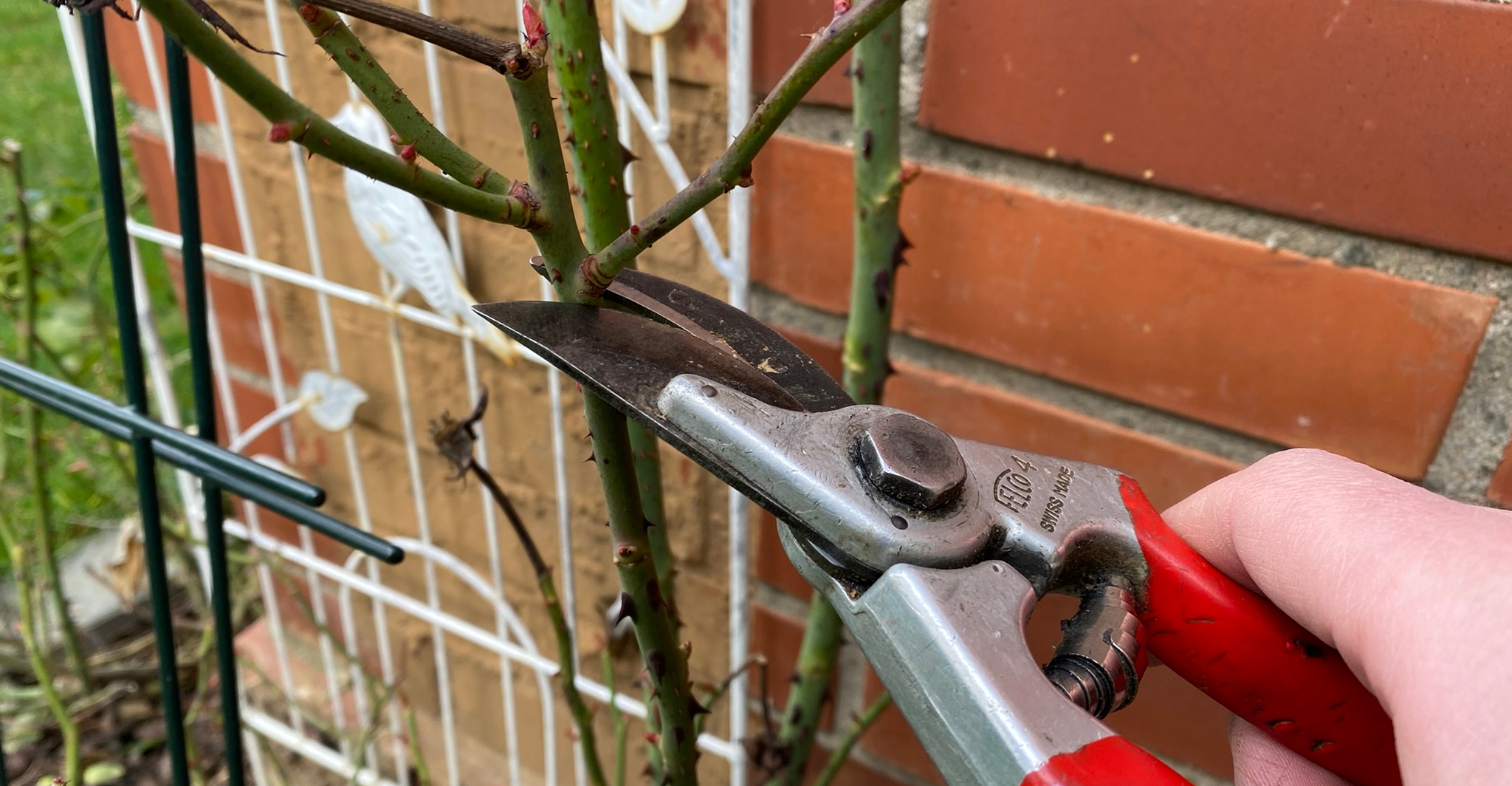 Schnitt einer Astgabel am Rosenstock